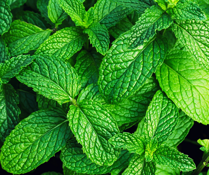 How Does Peppermint Benefit Oral Health?